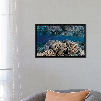 " A Healthy Coral Reef Grows In The Solomon Islands II " by Ethan Daniels