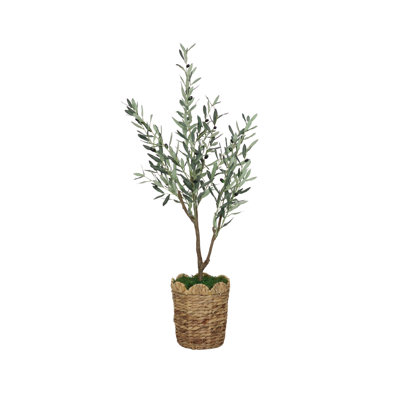 52" Olive Tree in Natural Hyacinth Basket