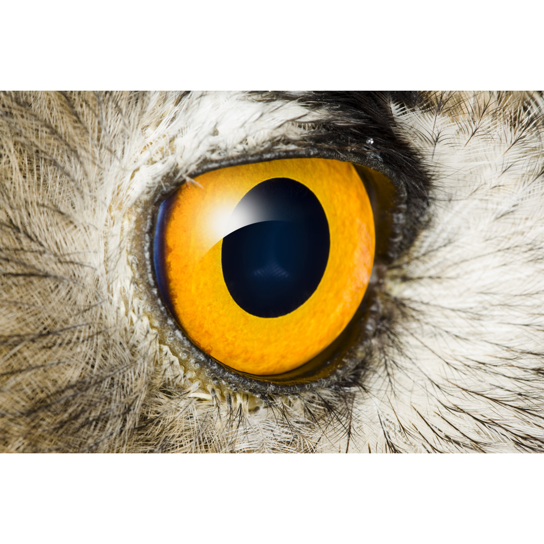 Detail Eye Of Eagle Owl von Grafissimo - Druck