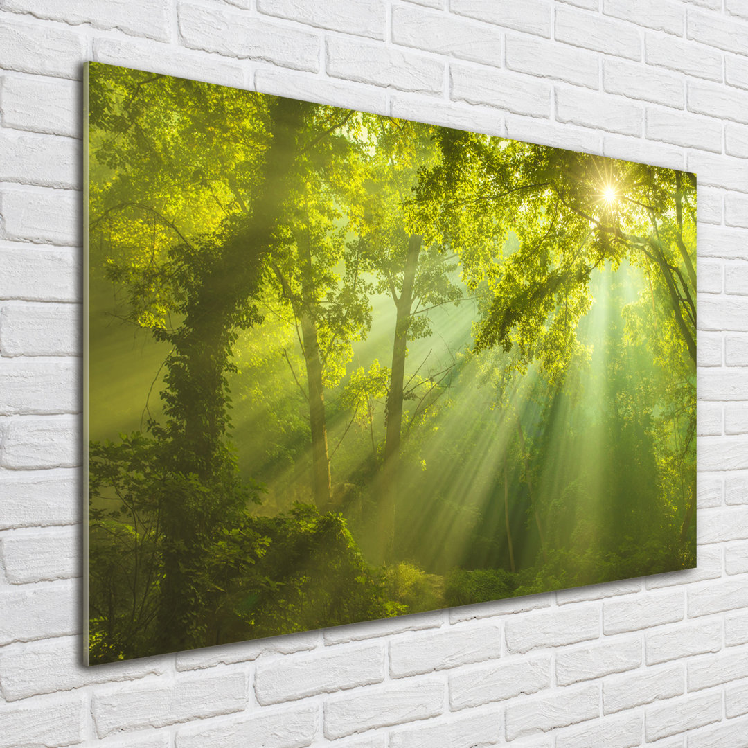 Glasbild Wald in der Sonne