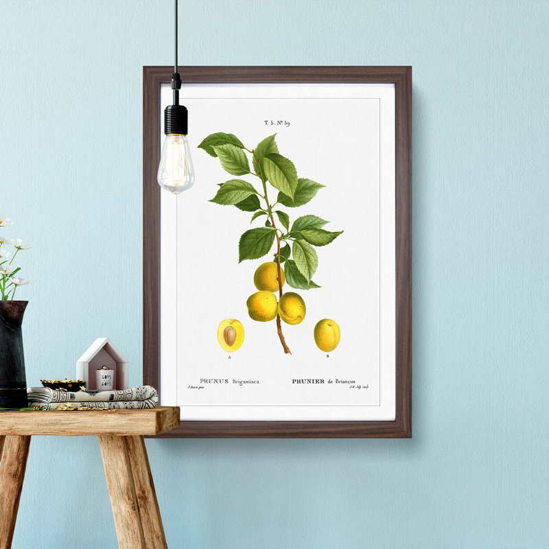 Apricot Tree Branch by Pierre-Joseph Redoute - Single Picture Frame Painting, 45cm H x 33cm W x 2cm D, Walnut Framed