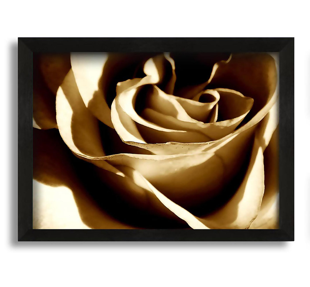 Gerahmtes Leinwandbild Sepia Rose