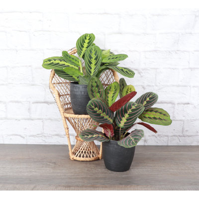 Live Prayer Plant Set in Classic Pots