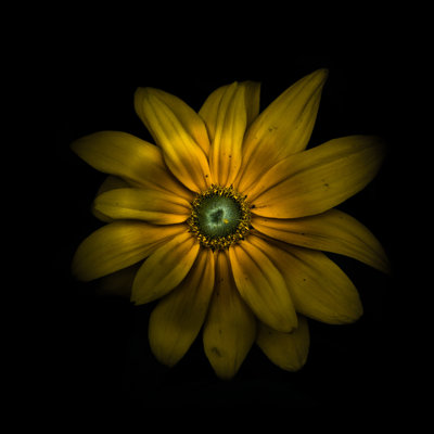 Green Center Daisy by Brian Carson - Wrapped Canvas Print