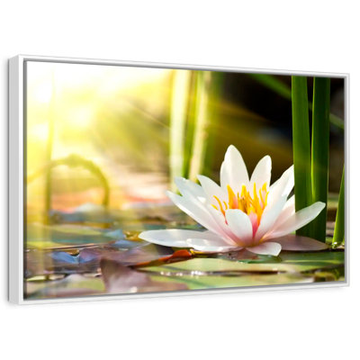 Sunlit Water Lily