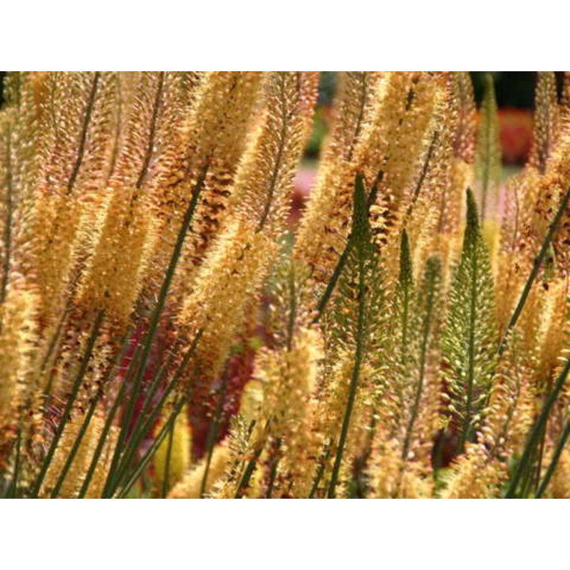 Pennsylvania Flowers Print by Drew Gaffney, 25.25" H x 31.25" W x 0.875" D