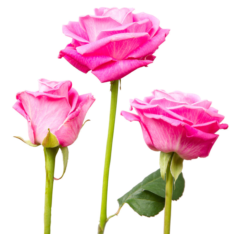 Nyyear Rose Bloom - Wrapped Canvas Print, 122cm H x 122cm W x 3.8cm D