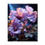 Horloge murale Evalynn - Hibiscus-525073138