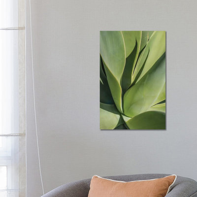 Aloe II by Barbara Markoff - Wrapped Canvas Print