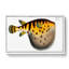 Pufferfish by M.E. Bloch - Wrapped Canvas-55322500