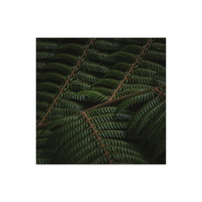 Fern 3 by Nur Mut - Print