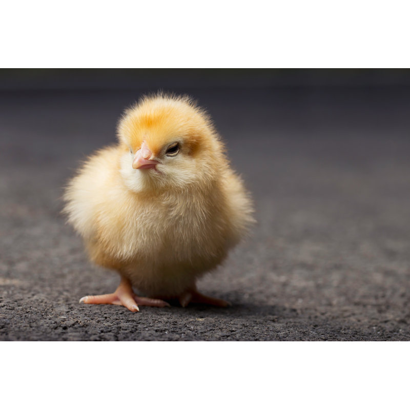 The Little Chicken - Wrapped Canvas Print, 30cm H x 46cm W