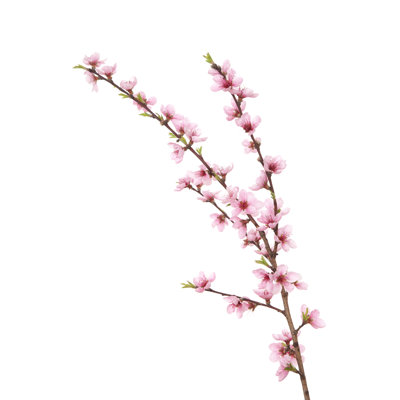 Peach Blossoms on Branch by Julnichols