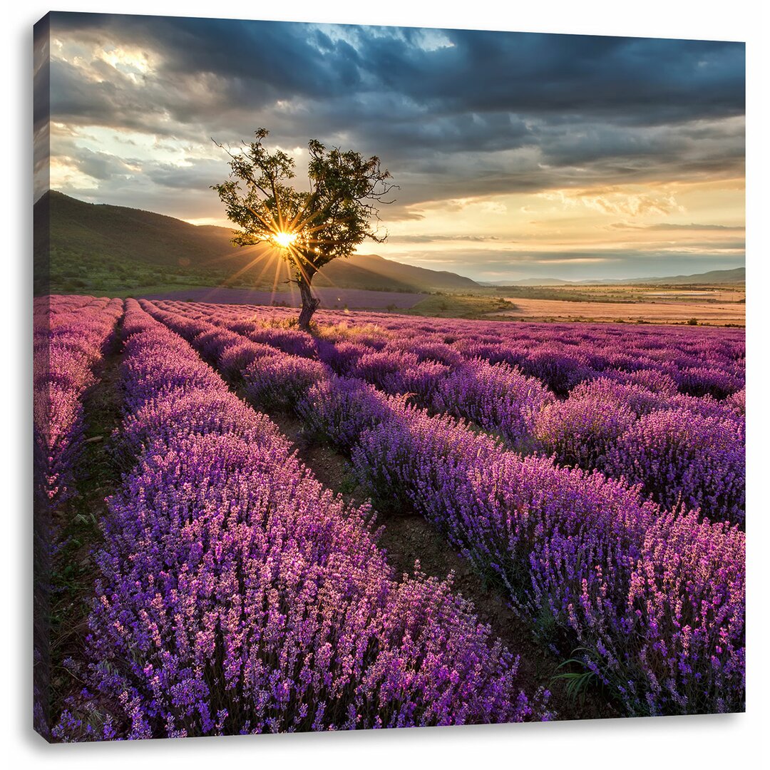 Leinwandbild Traumhafte Lavendel Provence mit einsamen Baum