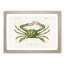 Green Crab by Charles d Orbigny - Framed Print-55575282-55575284