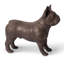 Animals French Bulldog-49609687