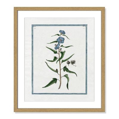 Shabby Elegance Botanical I - Framed Art Full Bleed