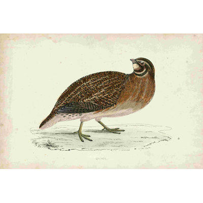 Morris Pheasants IV