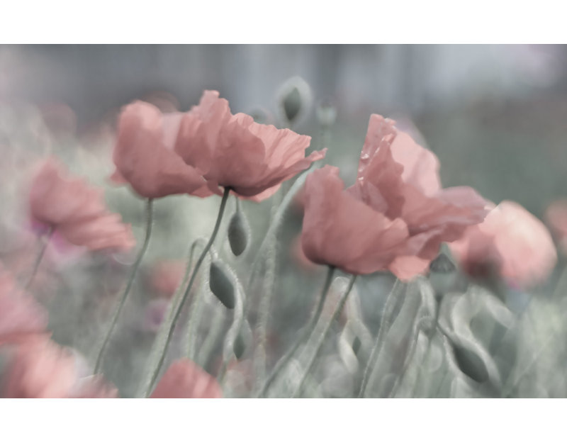 Wrapped Canvas Print, 91.44 cm H x 60.96 cm W