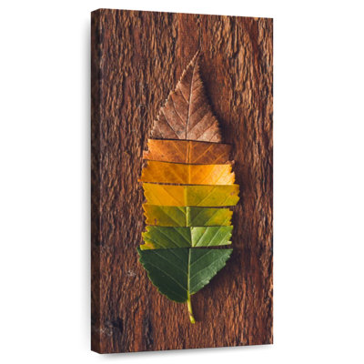 Couleurs de feuilles d'automne