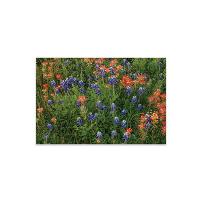 " Bluebonnet And Indian Paintbrush Mix " by Bill Sherrell