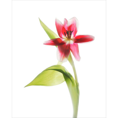Red Tulips I - Unframed