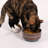 Pendleton Ceramic Dog Bowl-126518800
