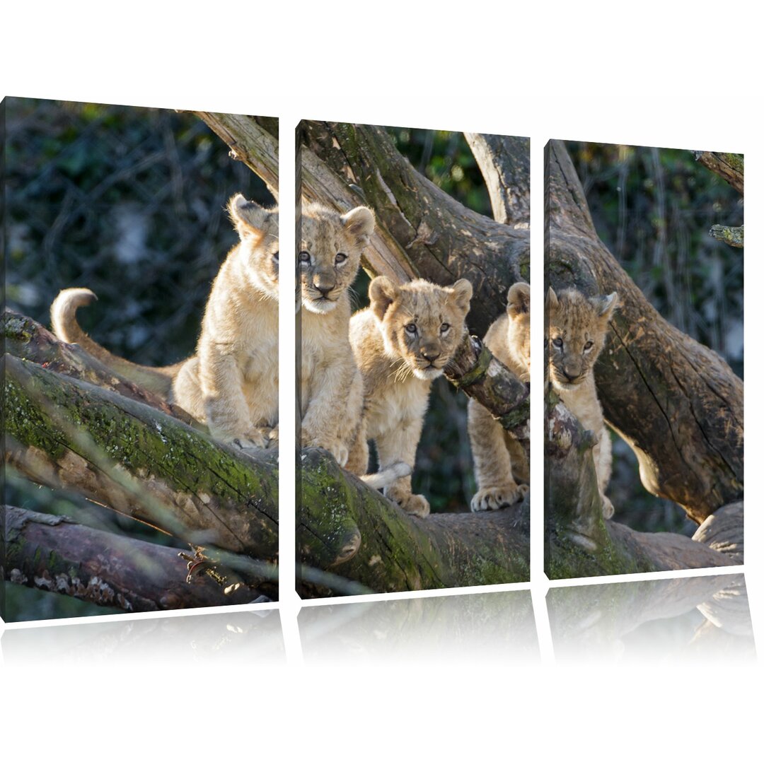 3-tlg. Leinwandbilder-Set „Süße Löwenjunge auf Baum“, Fotodruck