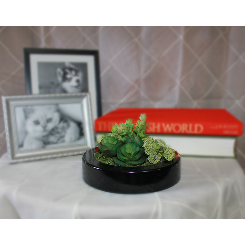 Mixed Foliage Succulent in Plastic Container