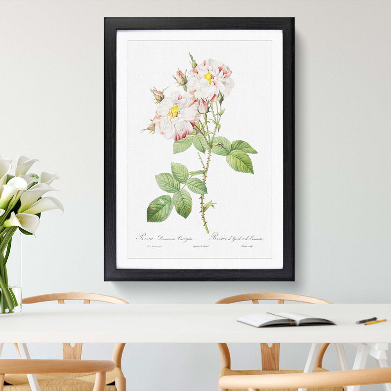 Damask Rose in White & Pink by Pierre-Joseph Redoute - Picture Frame Painting Print, Black Framed, 48cm H x 36cm W x 2cm D