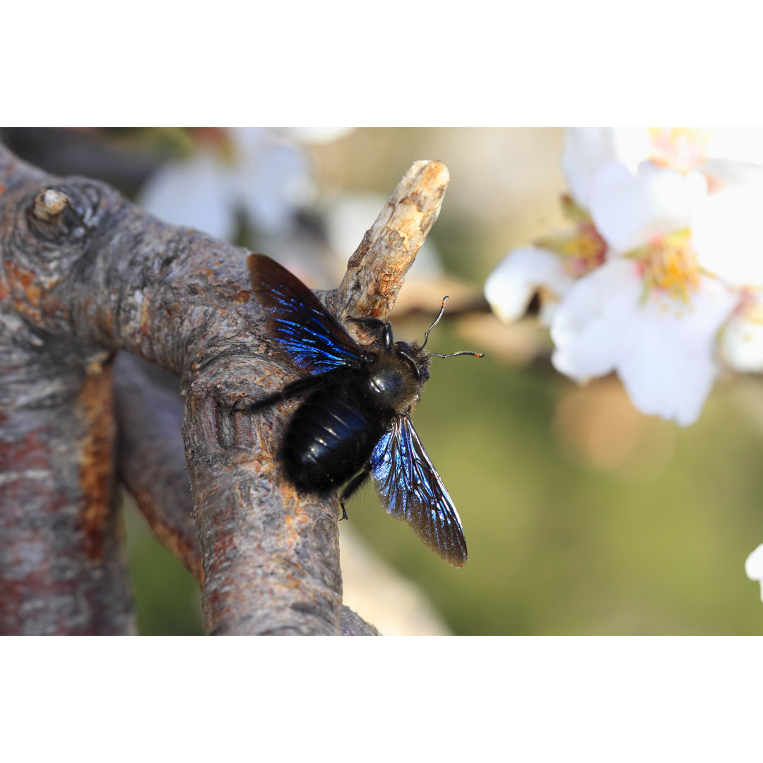 Carpenter Bee - Fotografie ohne Rahmen auf Leinwand