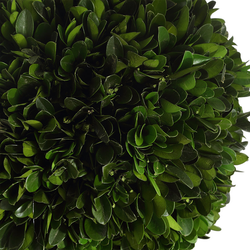 Boxwood Topiary Plant in Terracotta Planter