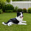 Statue de chien Nathan