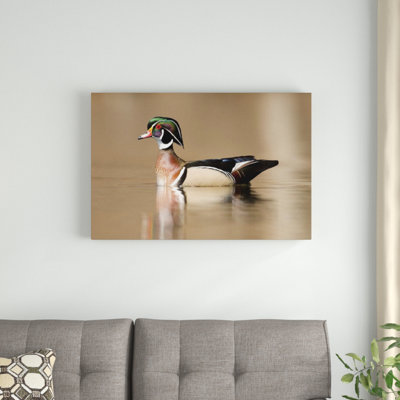 " Wood Duck Male "