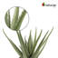 Aloe plante artificielle en pot 17 po Electra