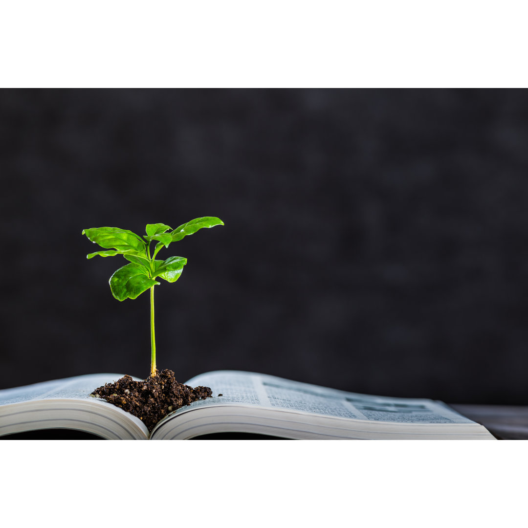 Books And Plant
