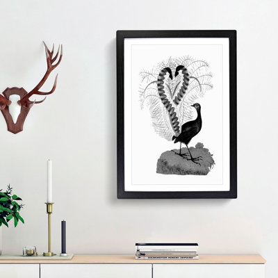 Lyrebird Illustration in Black & White - Picture Frame Drawing Print