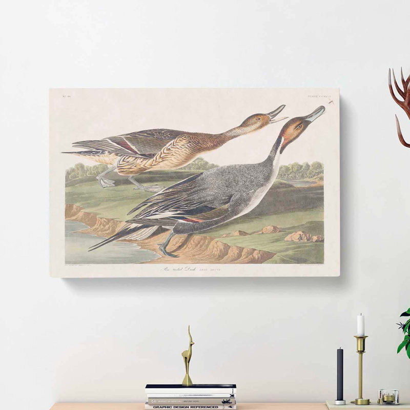 Pin-Tailed Ducks by John Audubon - Wrapped Canvas, 40cm H x 60cm W x 3cm D