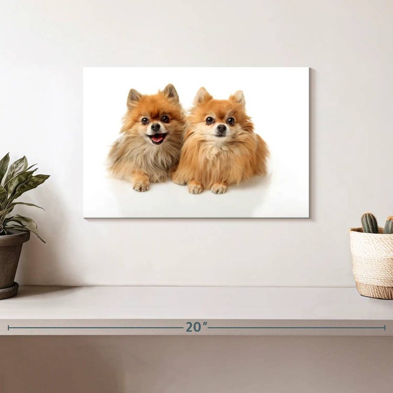 Crowle Posing Pomeranians