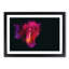 Rose in Pink & Purple in Abstract - Picture Frame Graphic Art Print-55762778-55762779