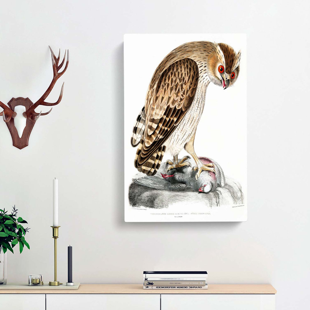 Horned Owl by John Edward Gray - Wrapped Canvas