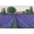 Wrapped Canvas selected