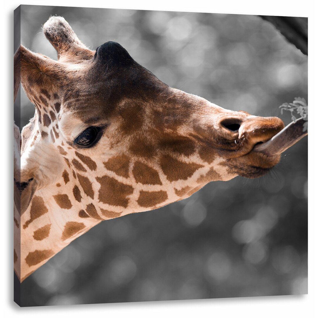 Leinwandbild Hungrige Giraffe mit Zweig