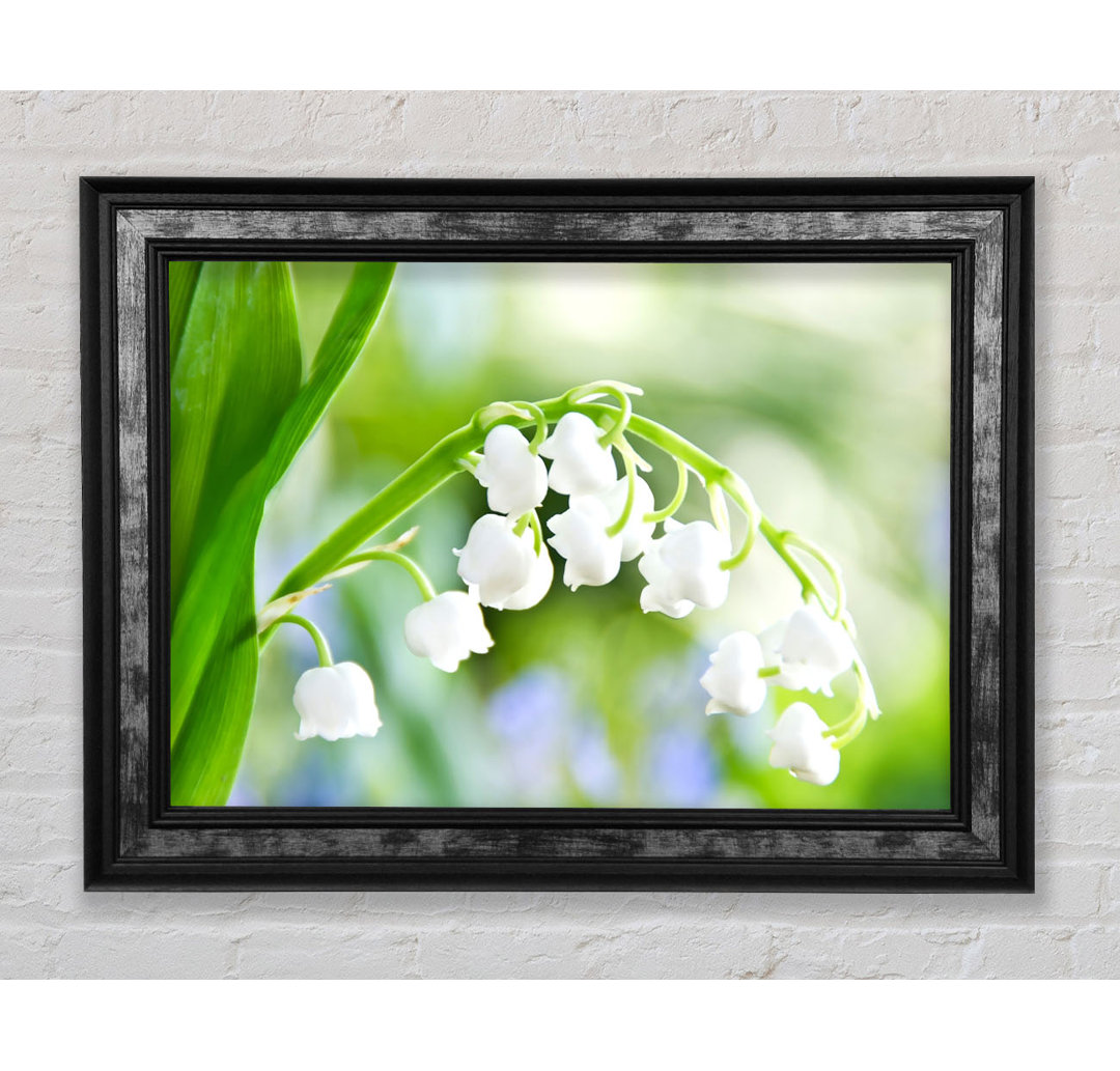 Lily Of The Valley - Einzelne Bilderrahmen Kunstdrucke