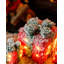 Christmas Decorative Accent-1857531879