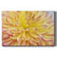Toile tendue Blooms III-Gallery-933196699