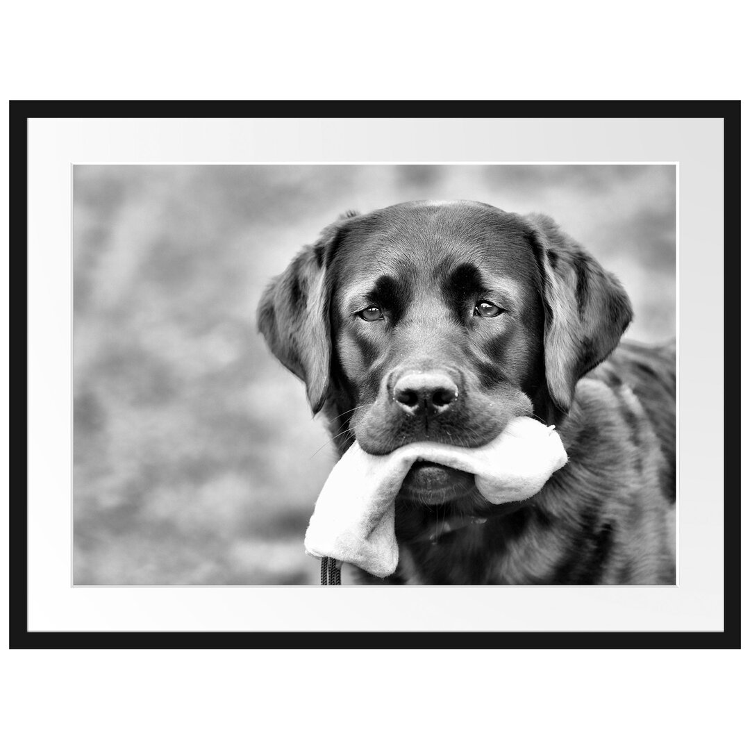 Gerahmtes Poster Schwarzer Labrador mit Spielzeug