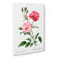 Ever-Blowing Pink Roses by Pierre-Joseph Redoute - Wrapped Canvas-55370271