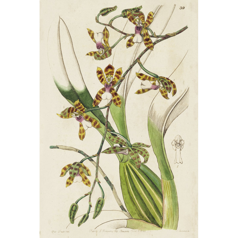 Spring Orchid II by Ridgeway - Painting, 91 cm H x 61 cm W, Black Floater Framed
