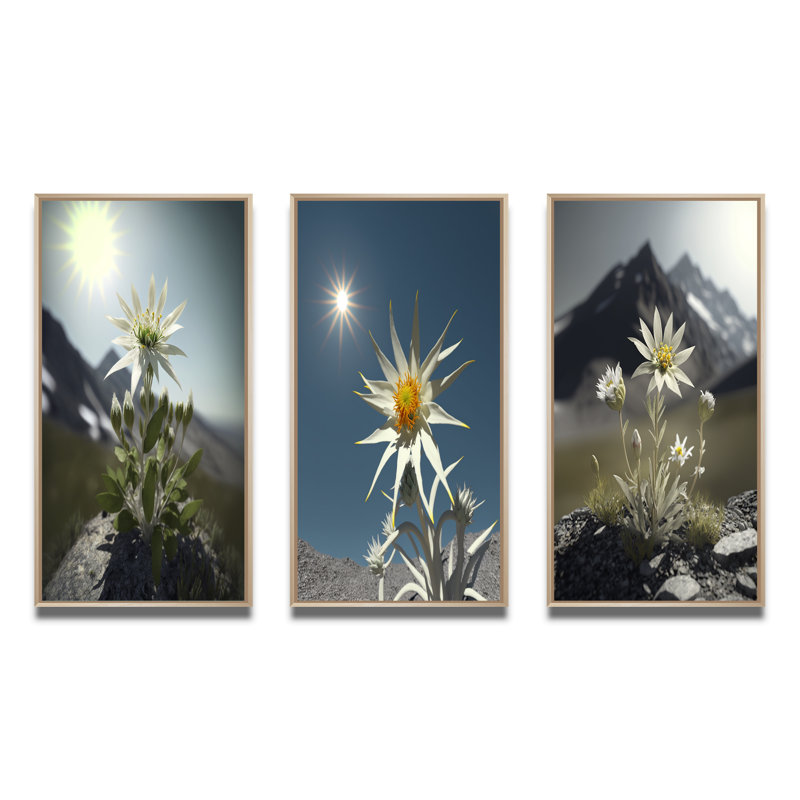«Blossoming Edelweiss Flower Under Sun», 3 pièces, Cadre naturel flottant, H 28 po x l 36 po